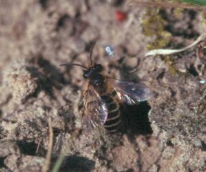 Andrena flavipes: Sonnenbad