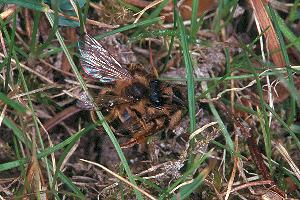Andrena flavipes: Scheinpaarung