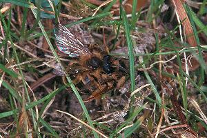 Andrena flavipes: Scheinpaarung Andrena flavipes: Scheinpaarung