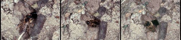 Andrena flavipes vor ihrer Niströhre (2-4) Andrena flavipes vor ihrer Niströhre (2-4)