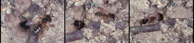 Andrena flavipes vor ihrer Niströhre (5-7)