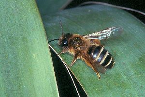 Die häufige Sandbiene Andrena flavipes Andrena flavipes