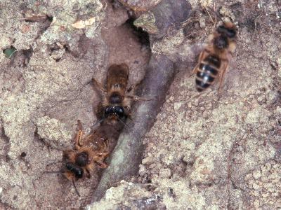 Andrena flavipes, M in Nestkolonie