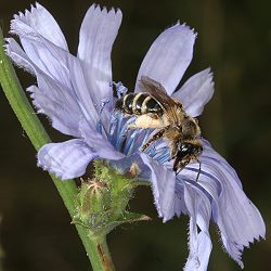 Andrena flavipes, W