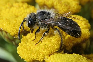 Andrena flavipes, altes M Andrena flavipes, altes M