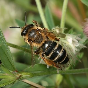Andrena flavipes, W, an Trifolium arvense Andrena flavipes, W, an Trifolium arvense