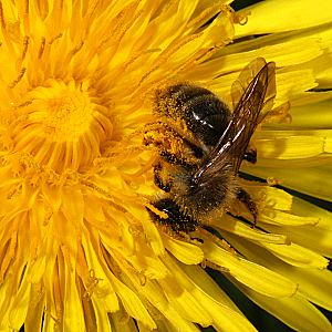 Andrena flavipes, W, an Taraxacum (1) Andrena flavipes, W, an Taraxacum (1)
