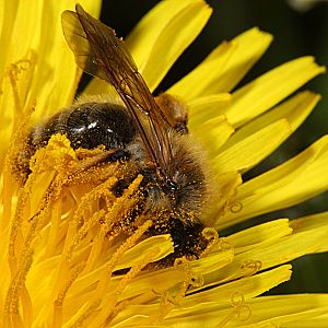 Andrena flavipes, W, an Taraxacum (2) Andrena flavipes, W, an Taraxacum (2)