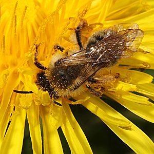 Andrena flavipes, W, an Taraxacum (3) Andrena flavipes, W, an Taraxacum (3)
