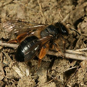Andrena flavipes, abgeflogenens W (1) Andrena flavipes, abgeflogenens W (1)