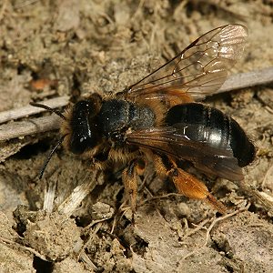 Andrena flavipes, abgeflogenens W (2) Andrena flavipes, abgeflogenens W (2)