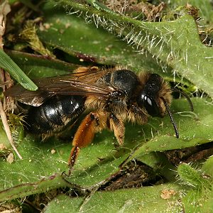 Andrena flavipes, abgeflogenens W (3) Andrena flavipes, abgeflogenens W (3)