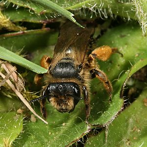 Andrena flavipes, abgeflogenens W (4) Andrena flavipes, abgeflogenens W (4)