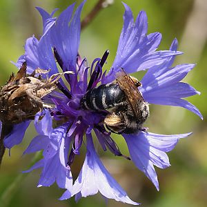 Andrena flavipes, W, an Centaurea (1) Andrena flavipes, W, an Centaurea (1)