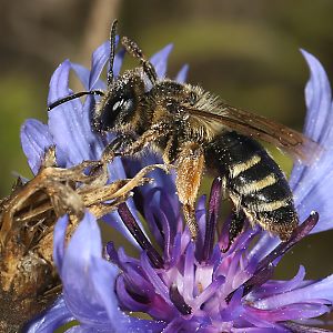 Andrena flavipes, W, an Centaurea (2) Andrena flavipes, W, an Centaurea (2)