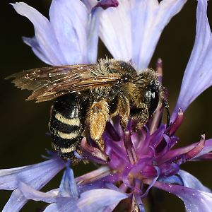 Andrena flavipes, W, an Centaurea (3) Andrena flavipes, W, an Centaurea (3)