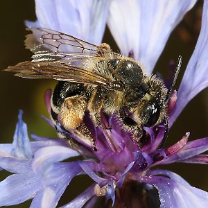 Andrena flavipes, W, an Centaurea (4) Andrena flavipes, W, an Centaurea (4)