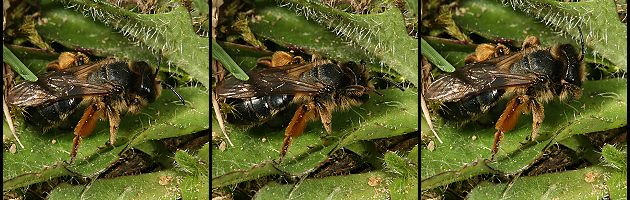 Andrena flavipes, abgeflogenens W (5-6) Andrena flavipes, abgeflogenens W (5-6)