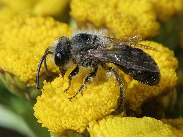 Andrena flavipes, M