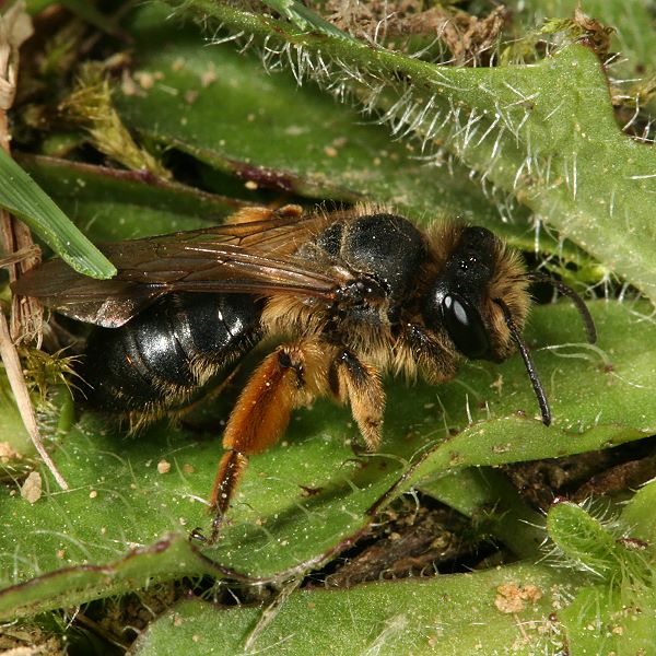 Andrena flavipes, W