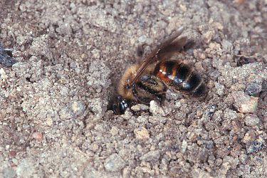Andrena florea, W, beim Eingraben (1)