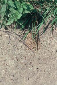 Nesteingänge von Andrena florea