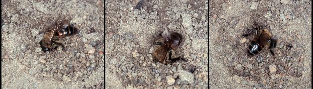 Andrena florea beim Eingraben (2-4)