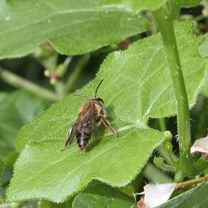 Andrena florea, M (2)