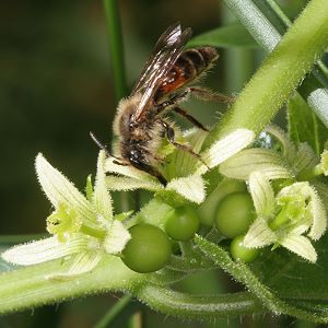 Andrena florea, M (3)