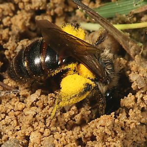 Andrena florea, W