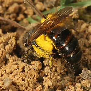 Andrena florea, W