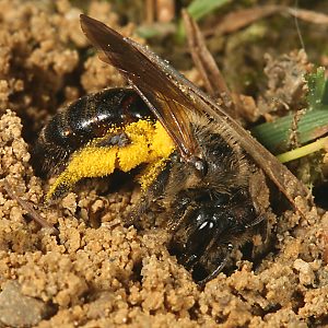 Andrena florea, W