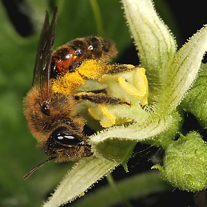 Andrena florea, W an Bryonia dioica (2)