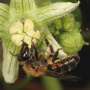 Andrena florea, W