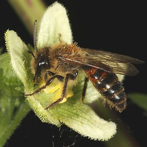 Andrena florea, M