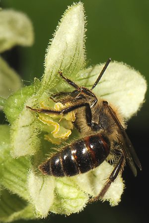 Andrena florea, M