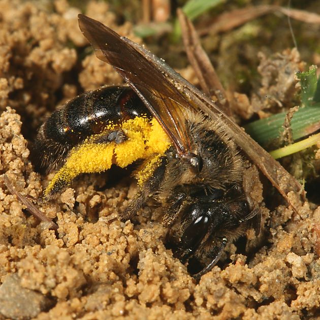 Andrena florea, W