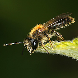 Sandbiene Andrena fucata, M