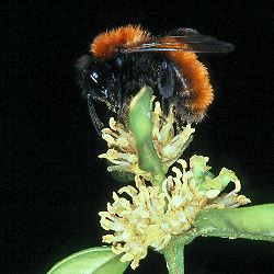Fuchsrote Sandbiene (Andrena fulva), W Fuchsrote Sandbiene (Andrena fulva), W