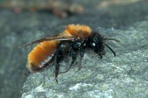 Andrena fulva, W Andrena fulva, W