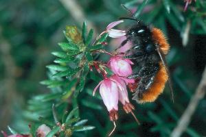 Fuchsrote Sandbiene (Andrena fulva), W Fuchsrote Sandbiene (Andrena fulva), W