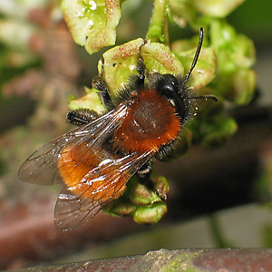 Andrena fulva, W Andrena fulva, W