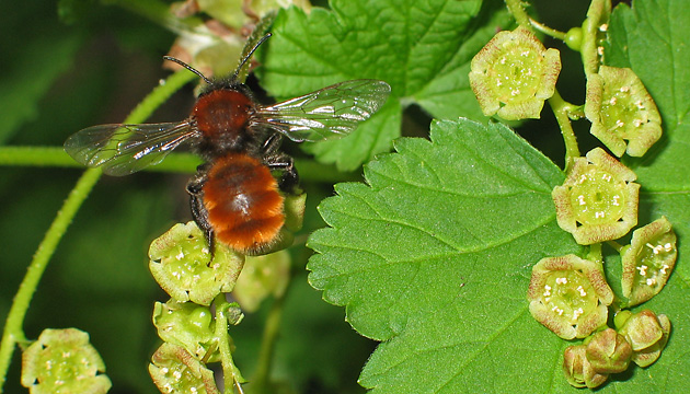 Andrena fulva, W an Johannisbeere Andrena fulva, W