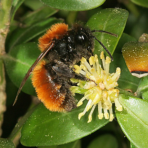 Fuchsrote Sandbiene (Andrena fulva), W Fuchsrote Sandbiene (Andrena fulva), W