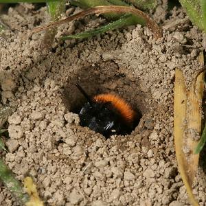 Andrena fulva, W, in seinem Nestgang (1) Andrena fulva, W, in seinem Nestgang (1)