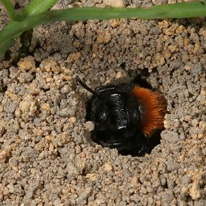 Andrena fulva, W in seinem Nestgang (2) Andrena fulva, W in seinem Nestgang (2)