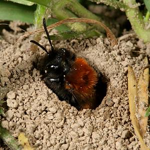 Andrena fulva, W in seinem Nestgang (3) Andrena fulva, W in seinem Nestgang (3)