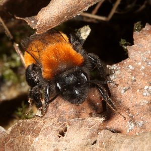 Andrena fulva, W Andrena fulva, W