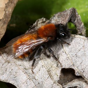 Andrena fulva, W, Komfortverhalten (1) Andrena fulva, W, Komfortverhalten (1)