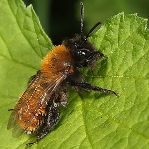 Andrena fulva, W, Komfortverhalten (2) Andrena fulva, W, Komfortverhalten (2)